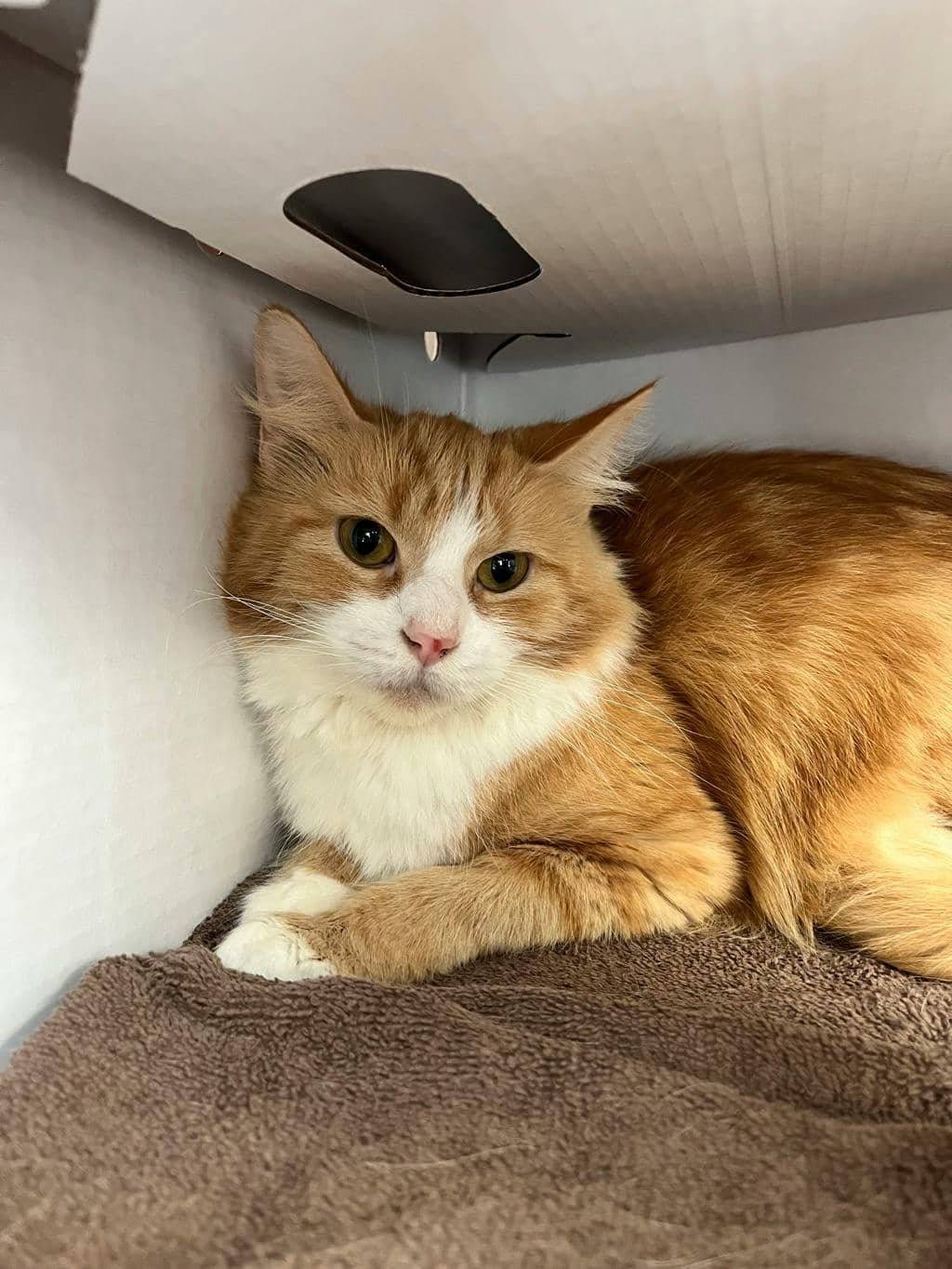 Peak - Domestic Medium Hair cat available for adoption at Ontario SPCA (Toronto Area) in Stouffville