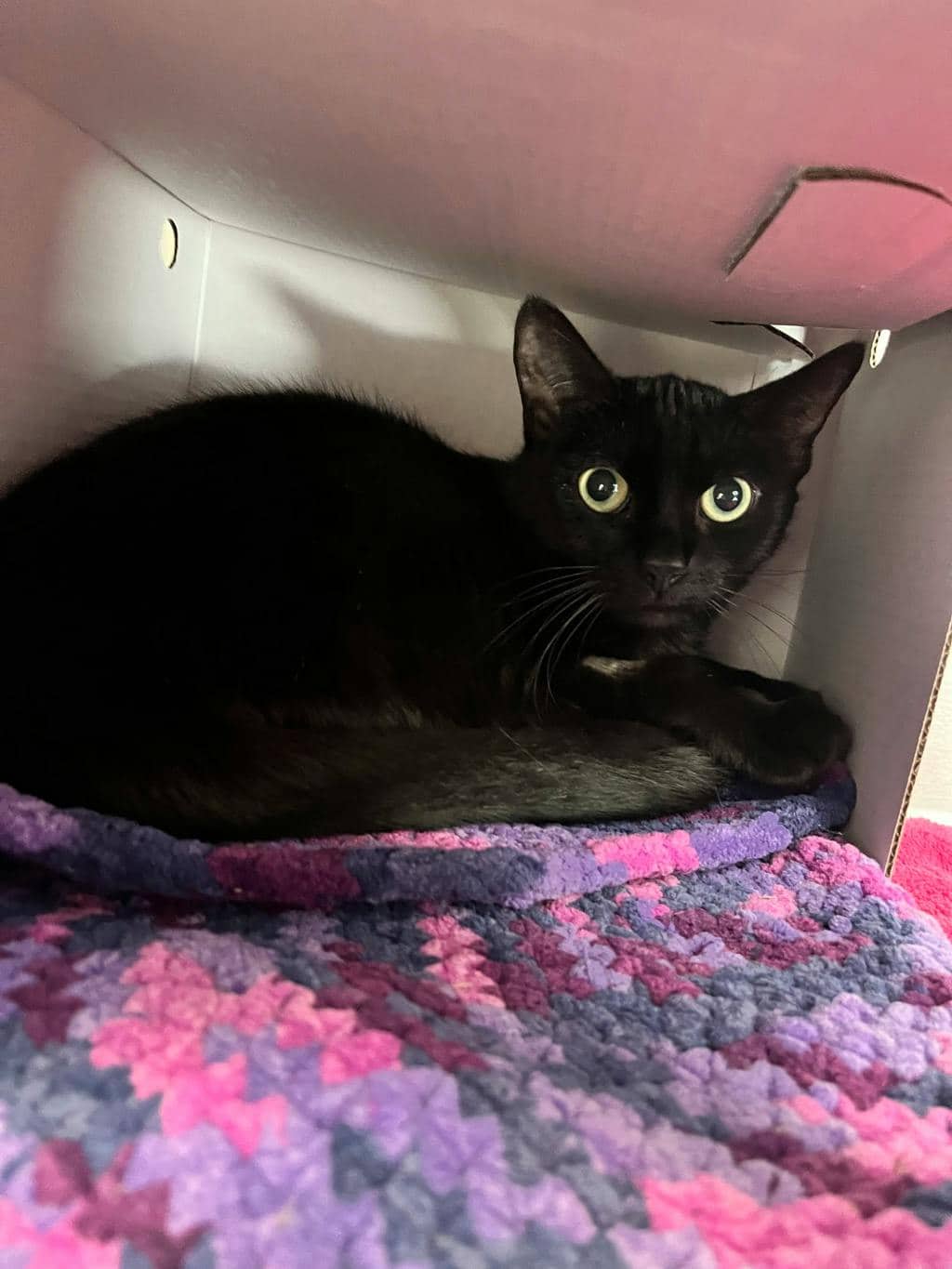 Nageeta - Domestic Short Hair cat available for adoption at Ontario SPCA (Toronto Area) in Stouffville
