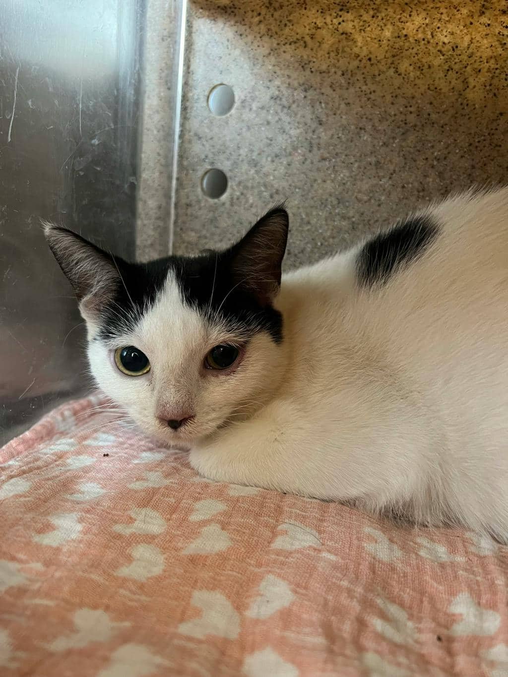 Coraline - Domestic Short Hair cat available for adoption at Ontario SPCA (Toronto Area) in Stouffville