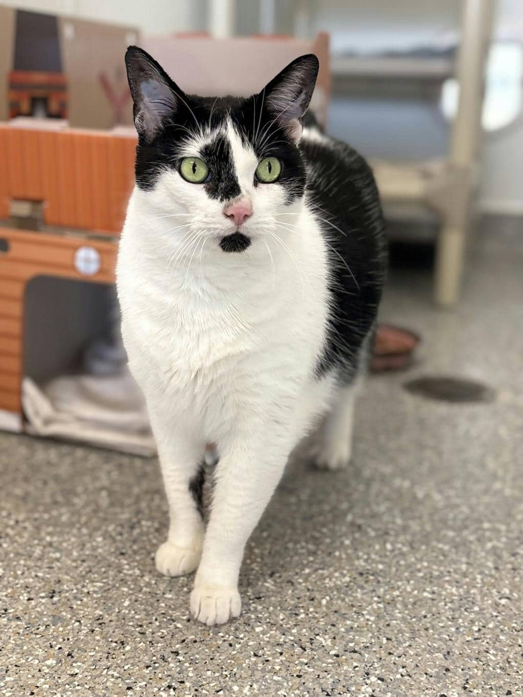 Piper - Domestic Short Hair cat available for adoption in Ontario