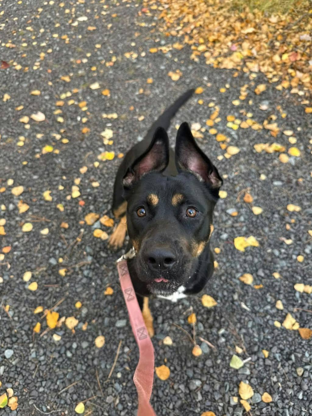 Barb - Rottweiler available for adoption in Ontario