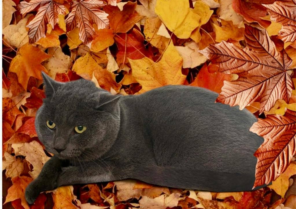 Smokey - Domestic Short Hair cat available for adoption at Ontario SPCA (Ottawa Area) in Cornwall