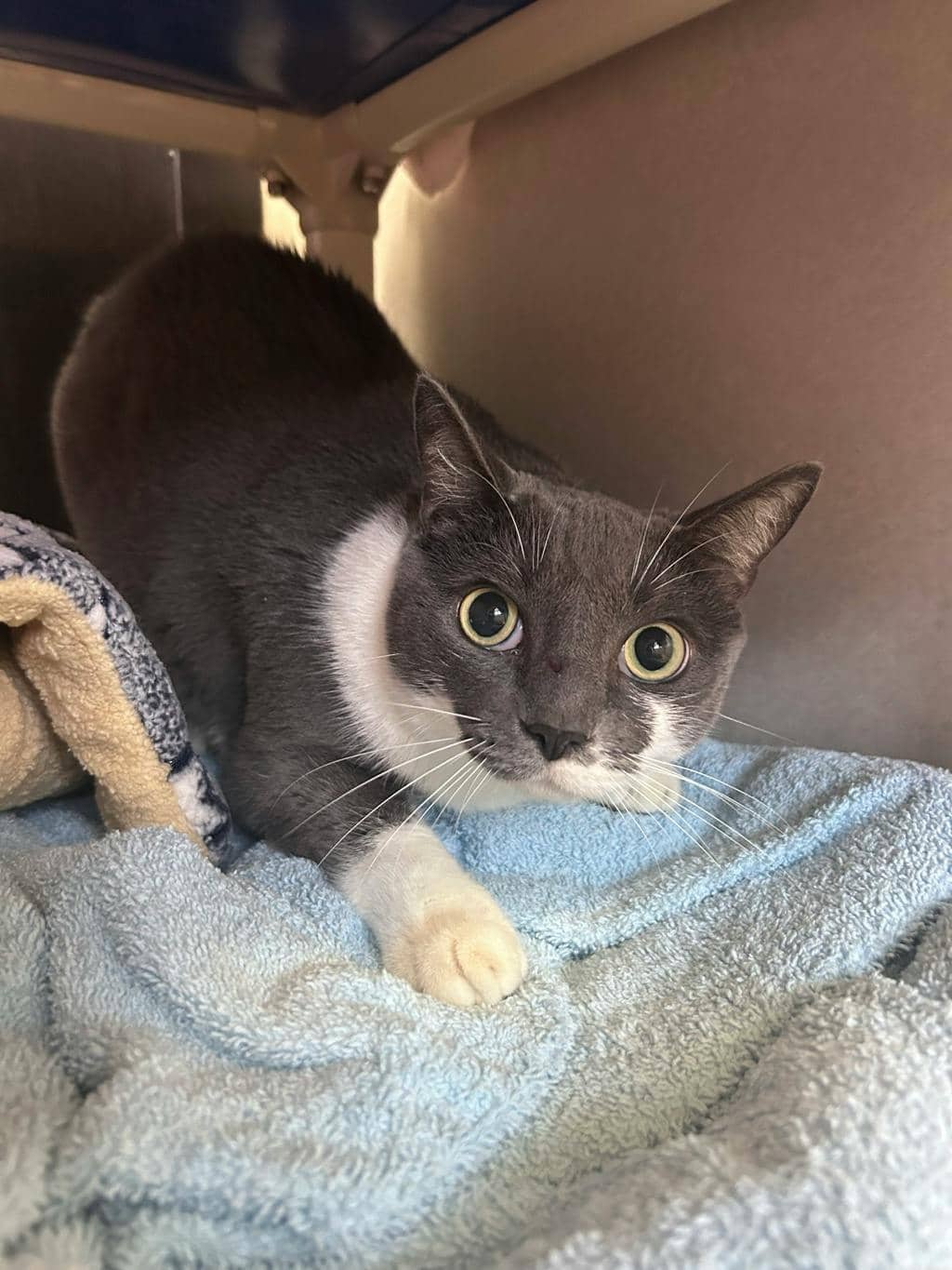 Tom - Domestic Short Hair available for adoption
