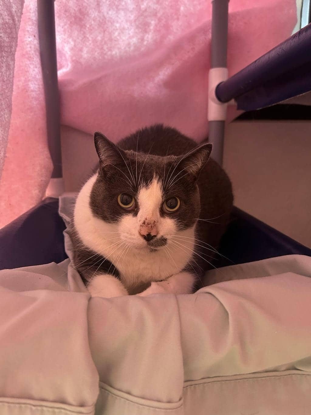 Jerry - Domestic Short Hair available for adoption