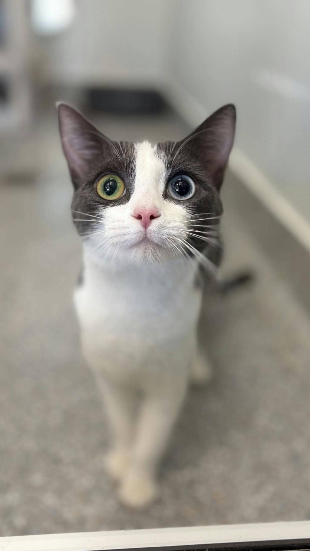 Moxy - Domestic Short Hair available for adoption