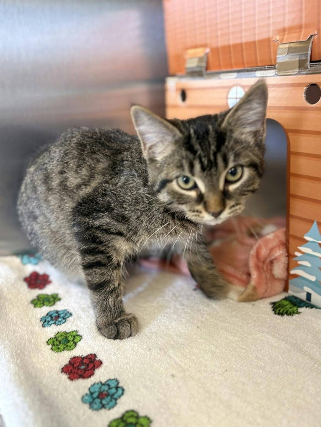 Murphy - Domestic Short Hair available for adoption