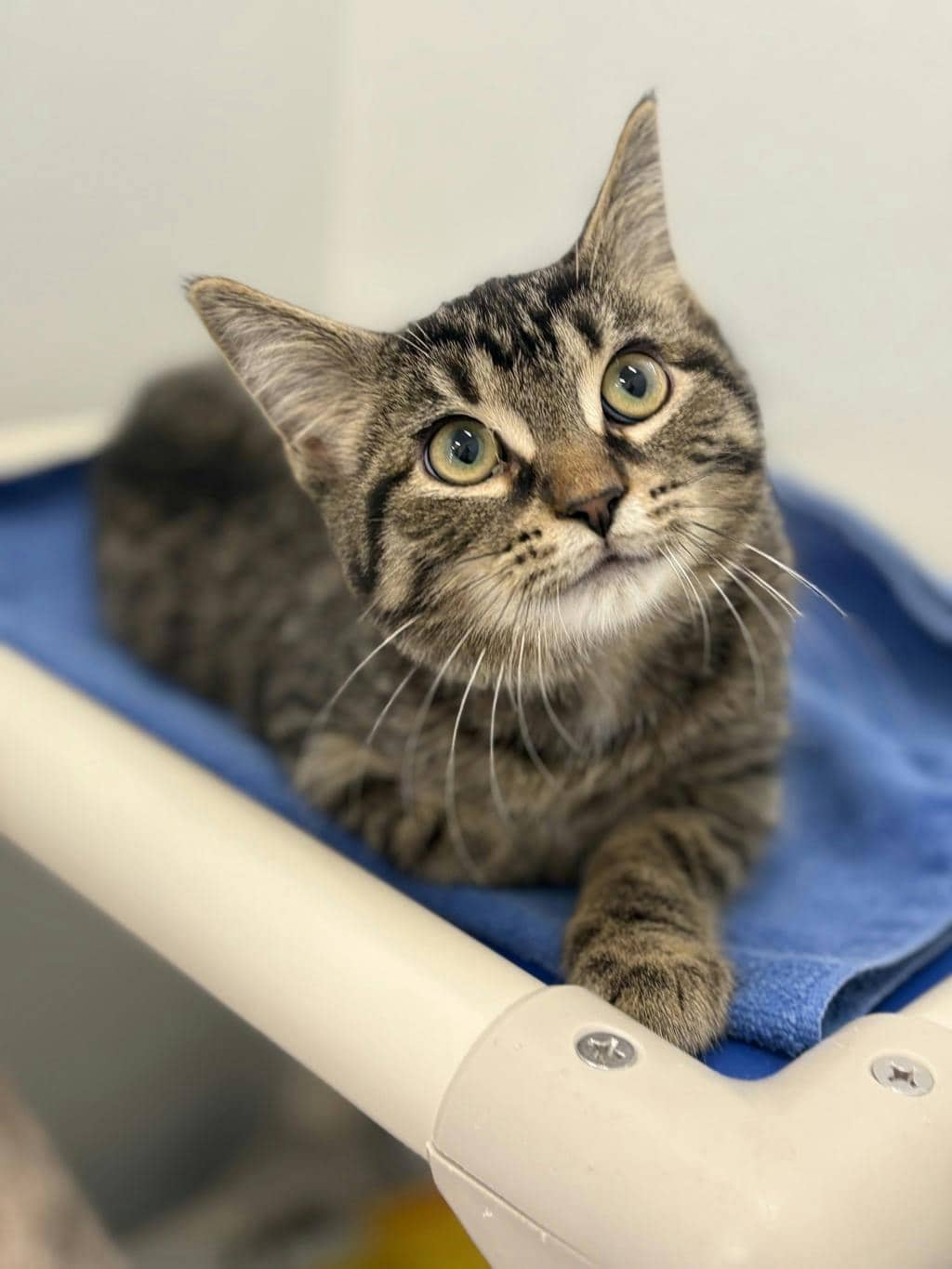 Murphy - Domestic Short Hair available for adoption
