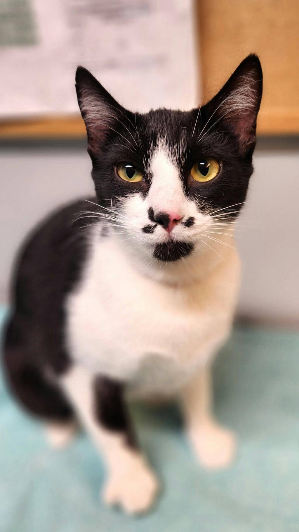 Madame Moo - Domestic Short Hair available for adoption
