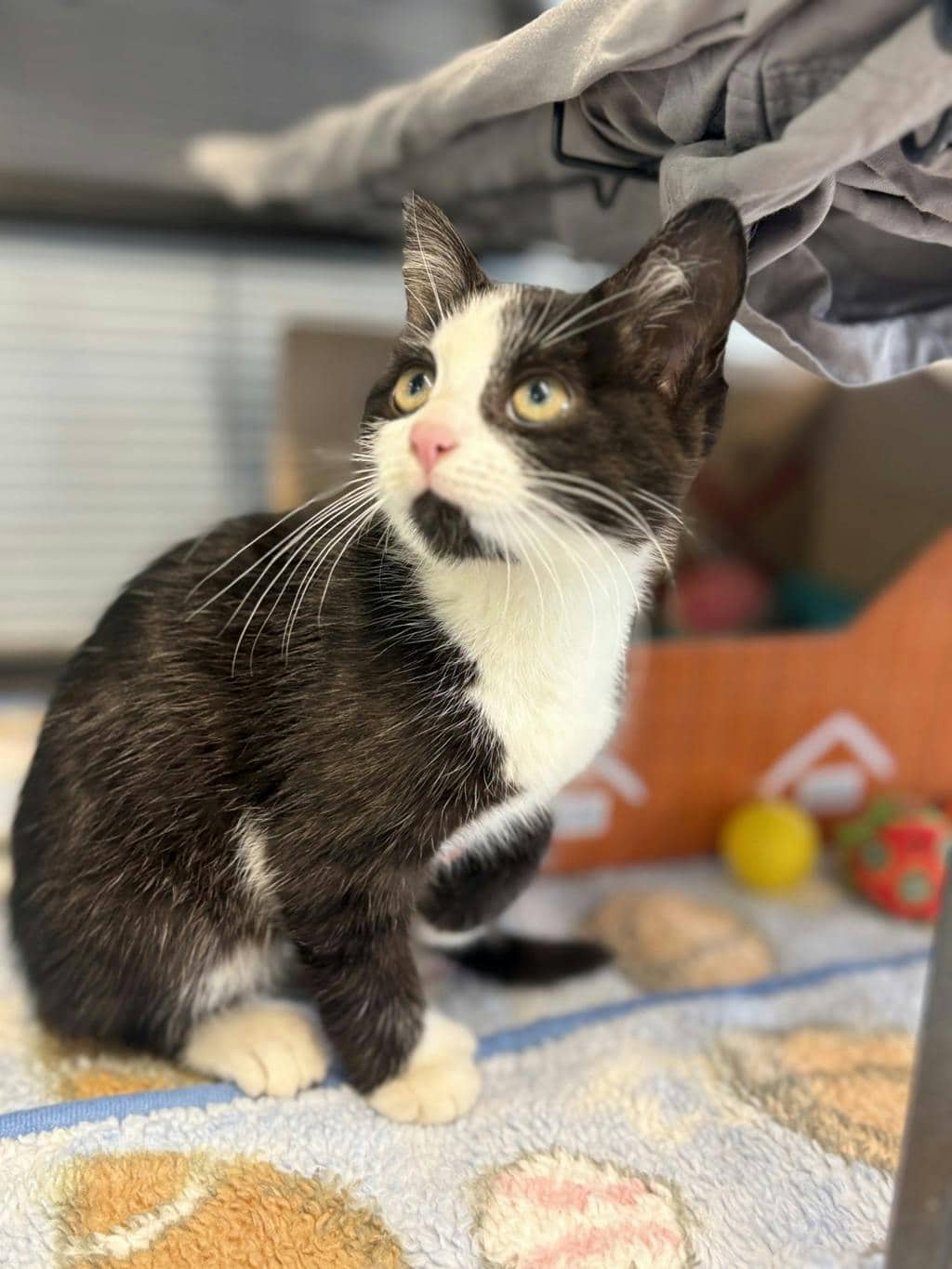 Edward - Domestic Short Hair cat available for adoption at Ontario SPCA (Ottawa Area) in Brockville