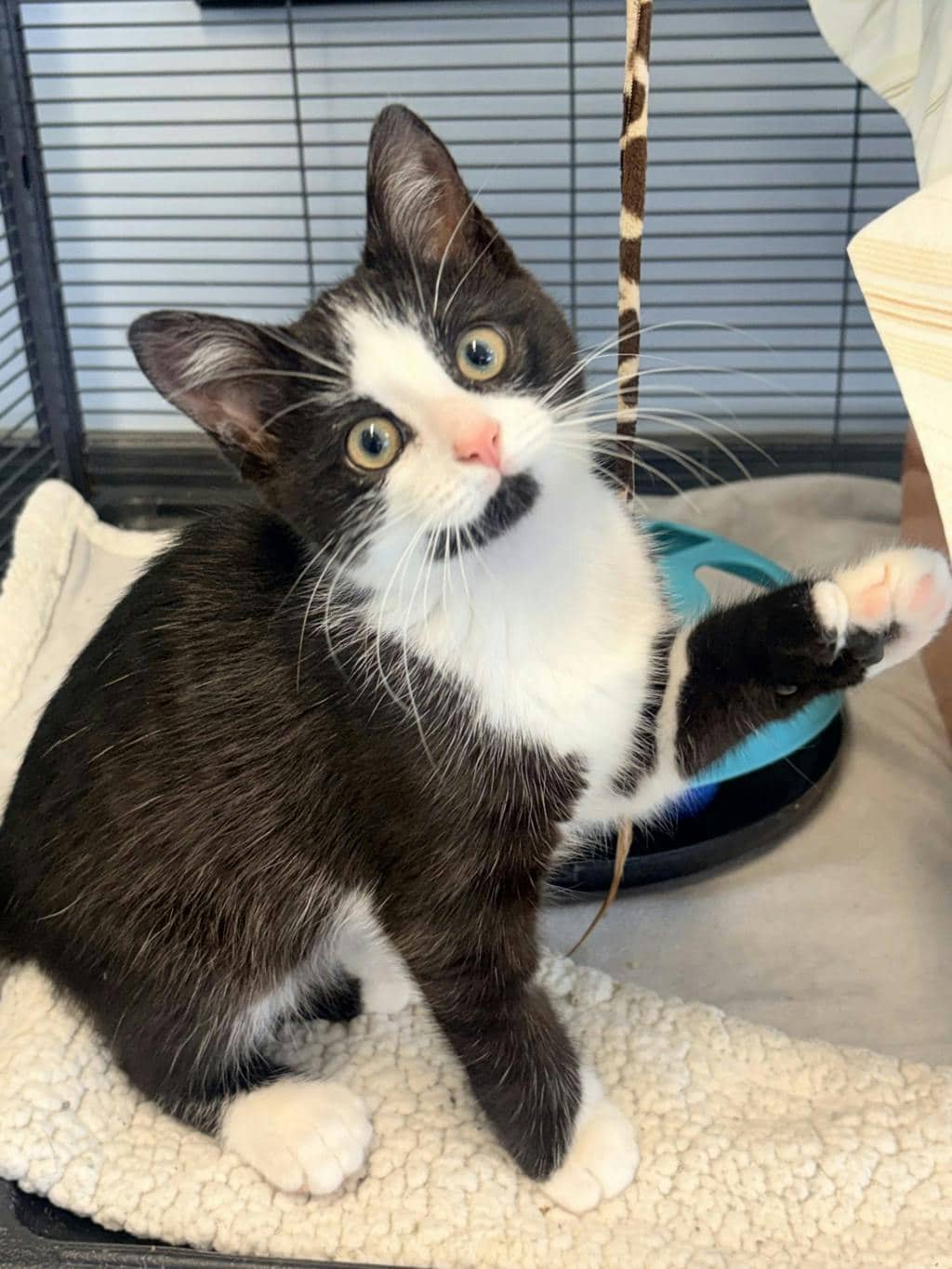 Edward - Domestic Short Hair available for adoption