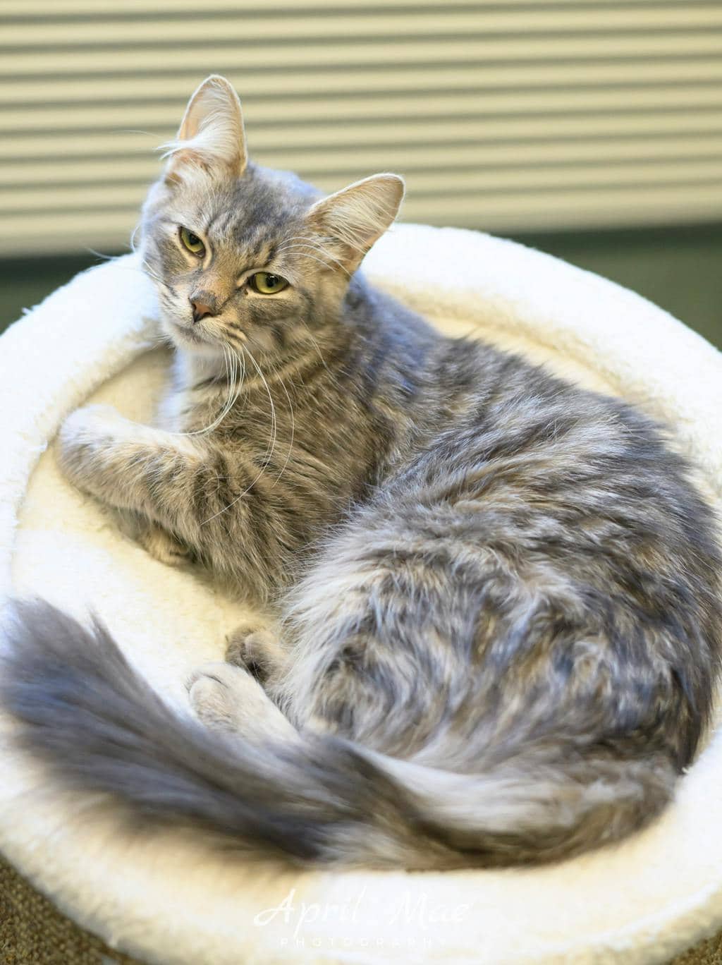 Valerie - Domestic Medium Hair cat available for adoption at Ontario SPCA (Central Ontario) in Orangeville