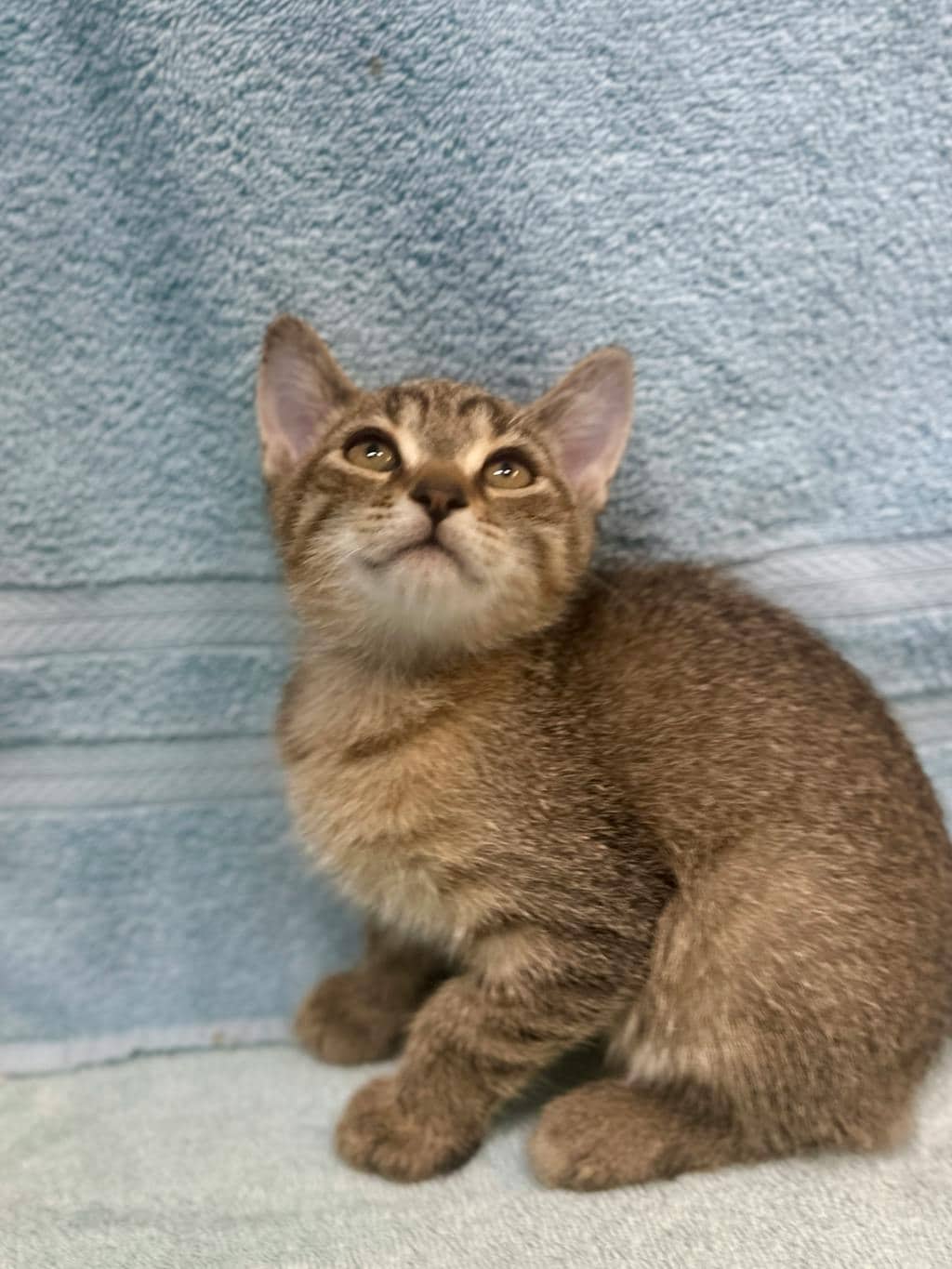 Klaus - Domestic Short Hair cat available for adoption at Ontario SPCA (Ottawa Area) in Cornwall