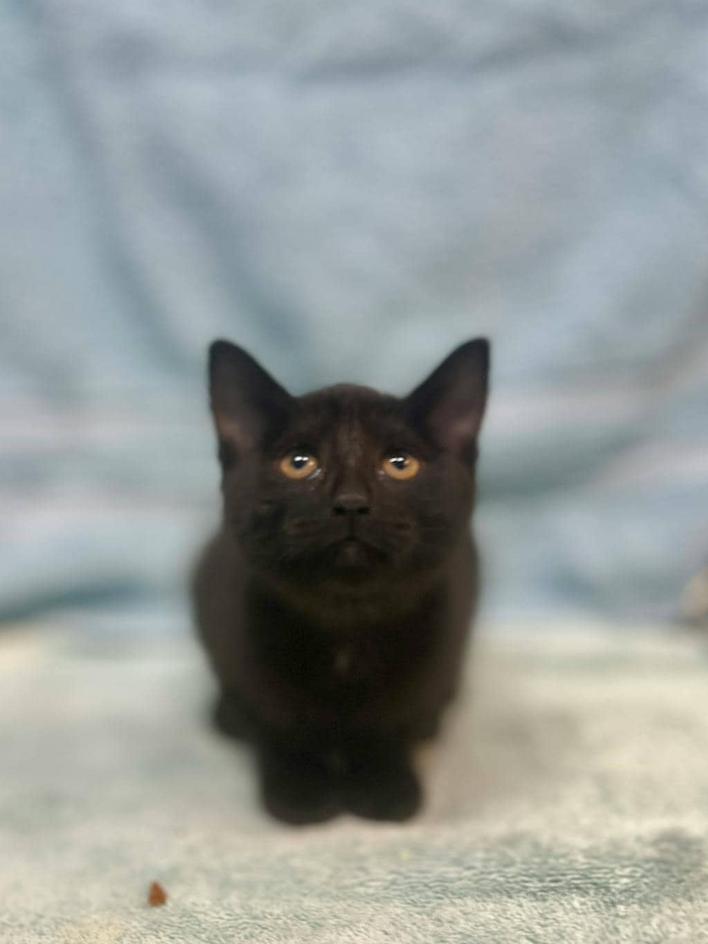 Davina - Domestic Short Hair cat available for adoption at Ontario SPCA (Ottawa Area) in Cornwall