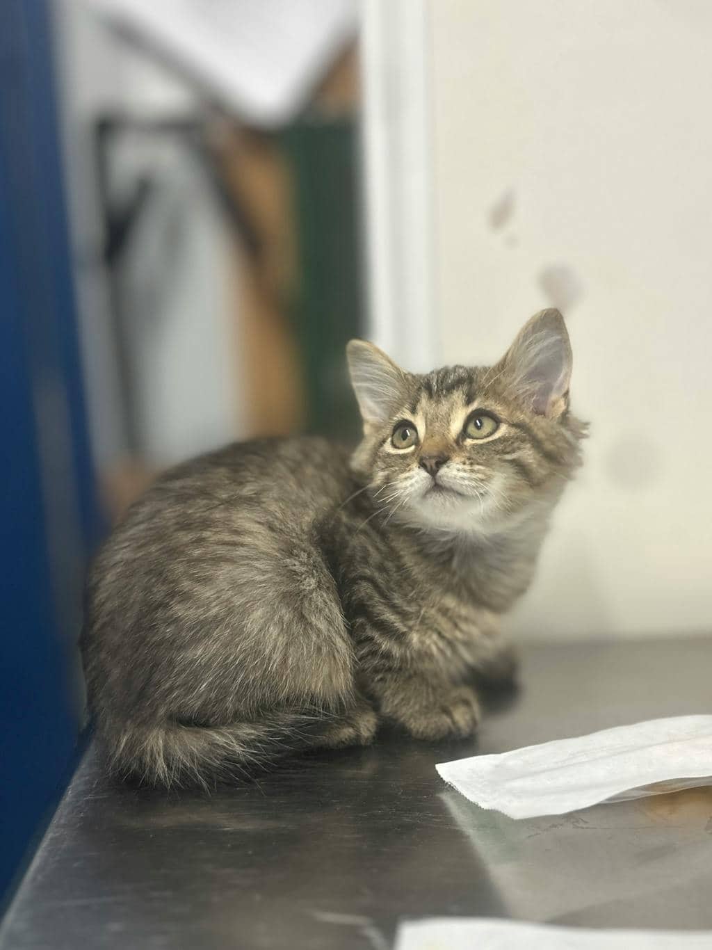 Kai - Domestic Short Hair cat available for adoption at Ontario SPCA (Ottawa Area) in Cornwall