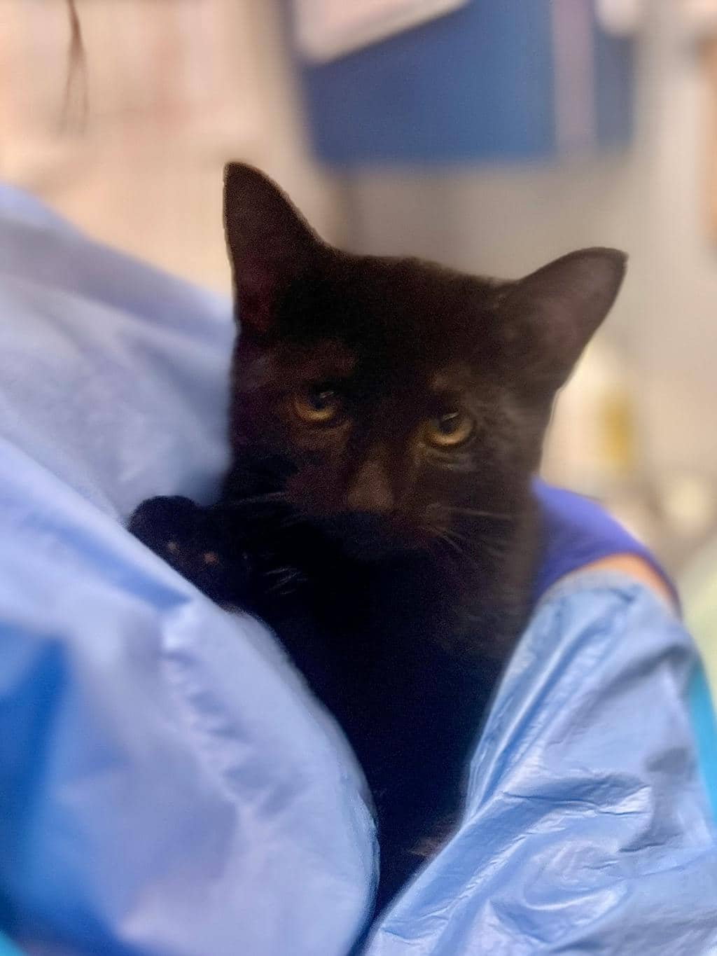 Silas - Domestic Short Hair available for adoption