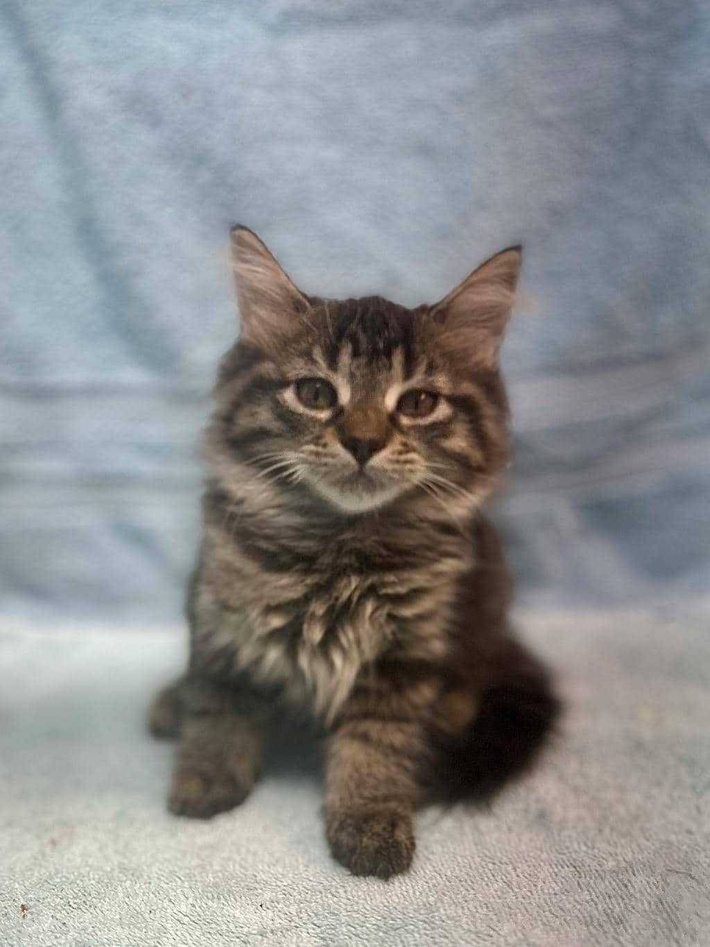 Vicki - Domestic Longhair cat available for adoption at Ontario SPCA (Ottawa Area) in Cornwall