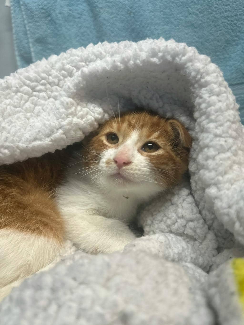 Enzo - Domestic Short Hair available for adoption