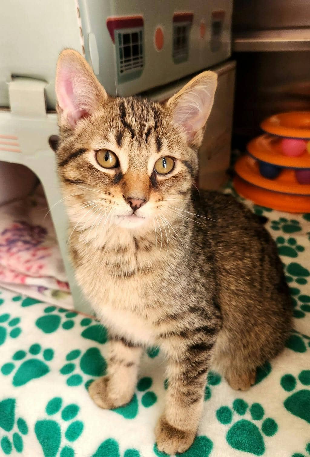 Damon - Domestic Short Hair cat available for adoption at Ontario SPCA (Ottawa Area) in Cornwall