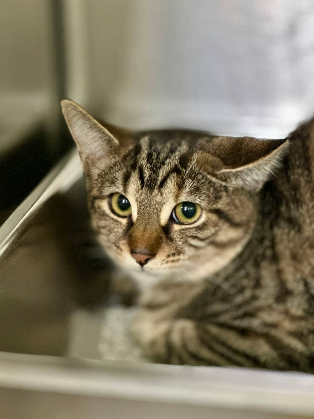 Elena - Domestic Short Hair available for adoption