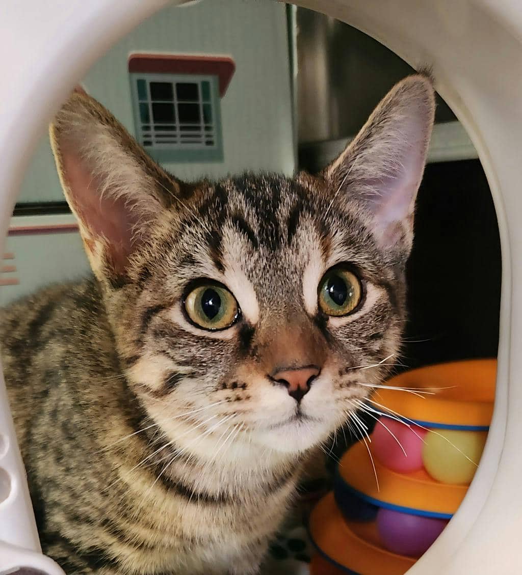 Elena - Domestic Short Hair available for adoption