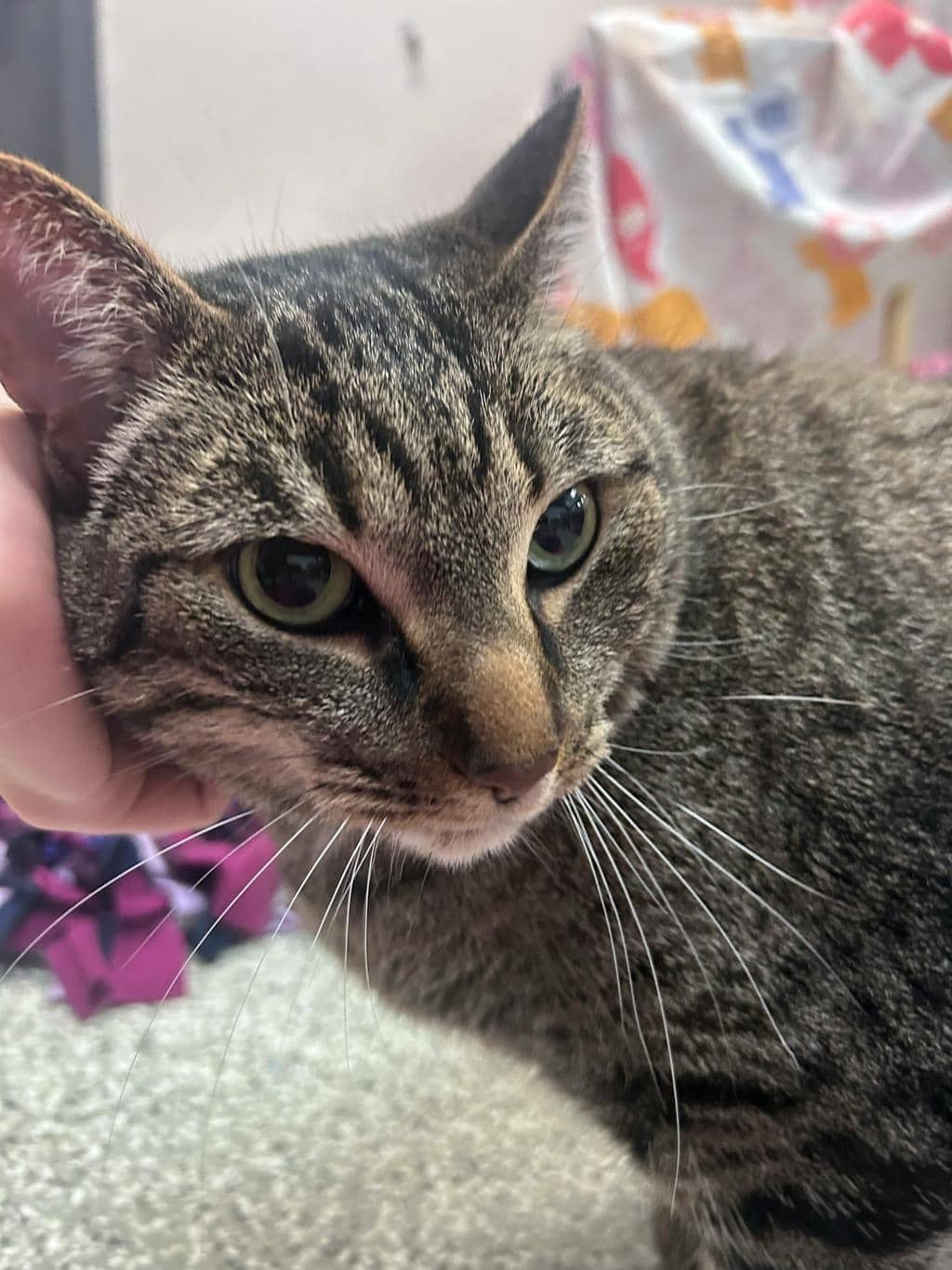 Sumo - Domestic Short Hair cat available for adoption at Ontario SPCA (Toronto Area) in Stouffville