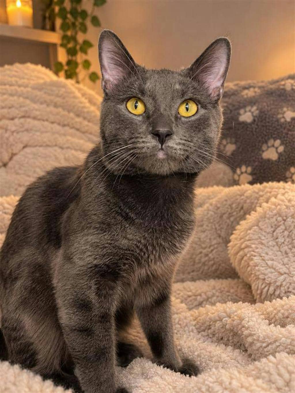 Smokey - Domestic Short Hair cat available for adoption at Ontario SPCA (Central Ontario) in Barrie