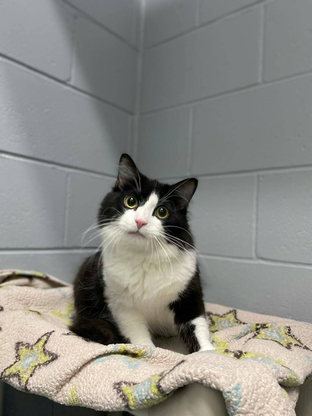 Andy - Domestic Medium Hair available for adoption