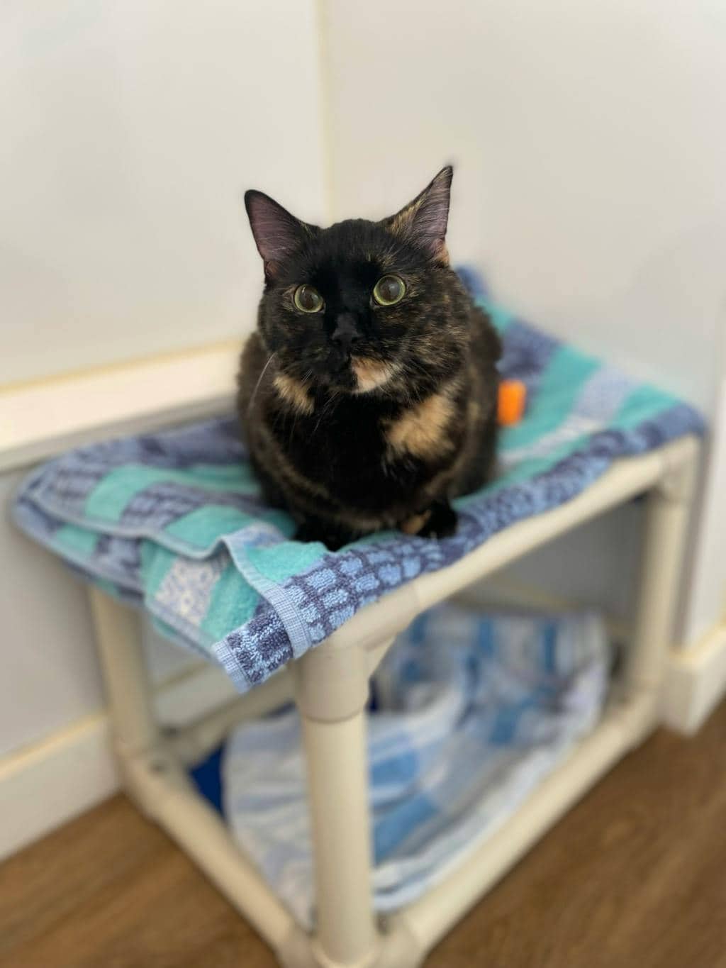 Bonnie - Domestic Medium Hair available for adoption