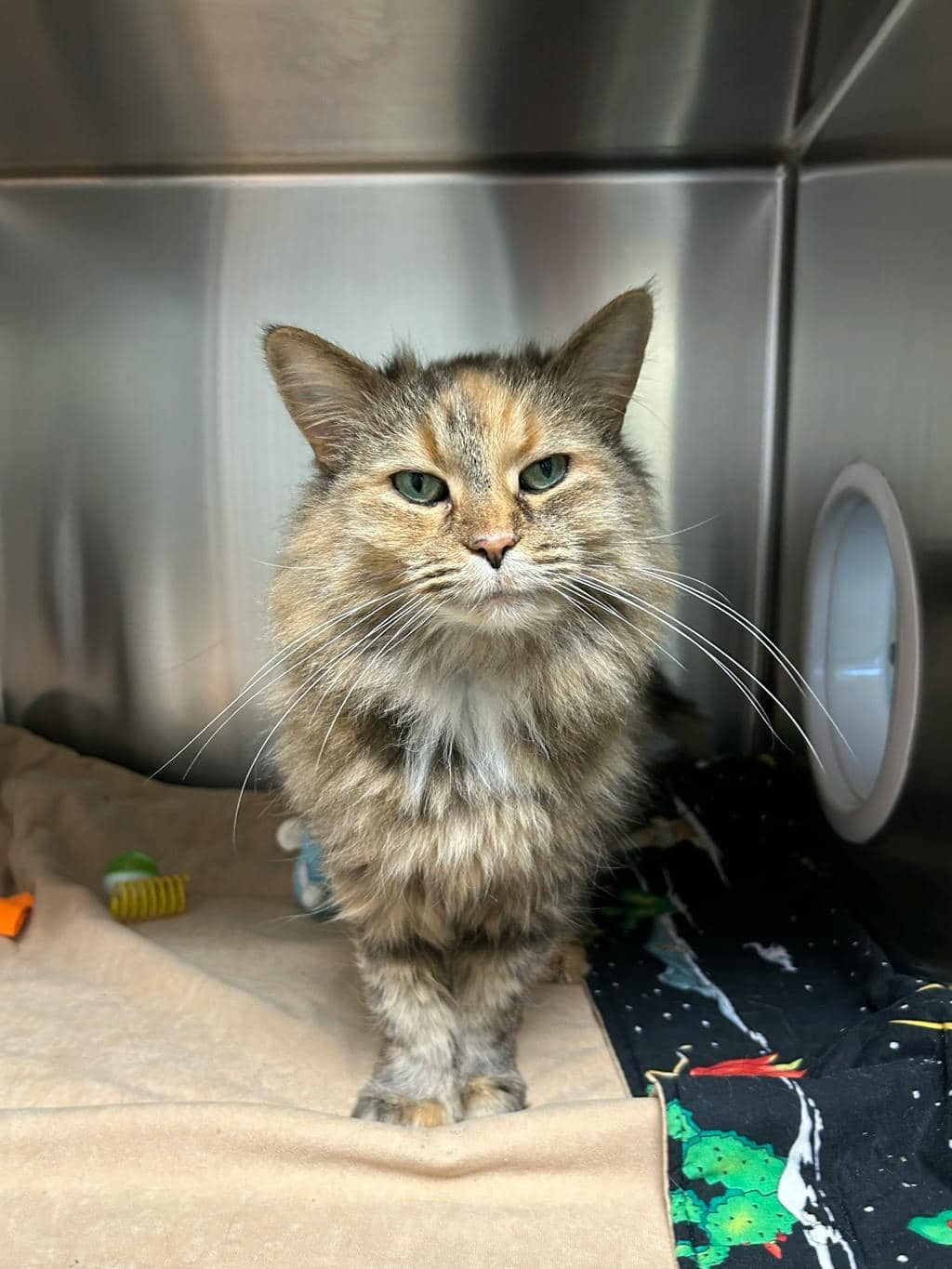 Pringle - Domestic Longhair cat available for adoption at Ontario SPCA (Central Ontario) in Midland