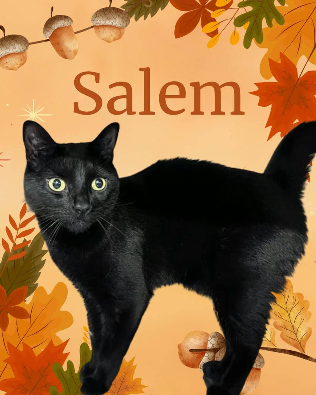 Salem - Domestic Short Hair available for adoption