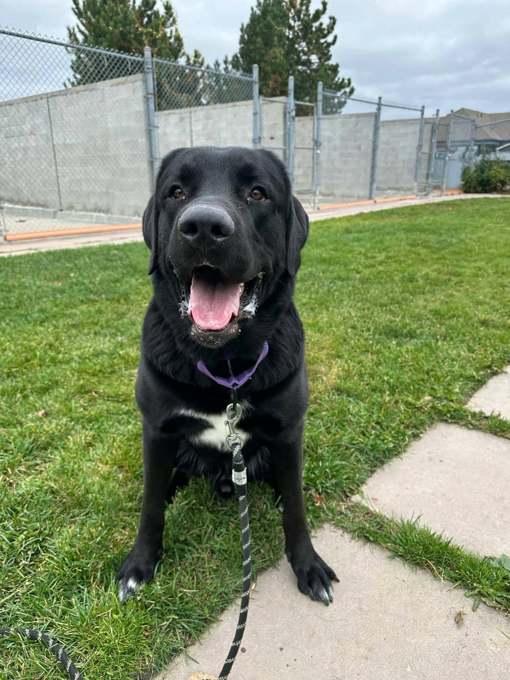 Draco - Great Pyrenees available for adoption in Ontario