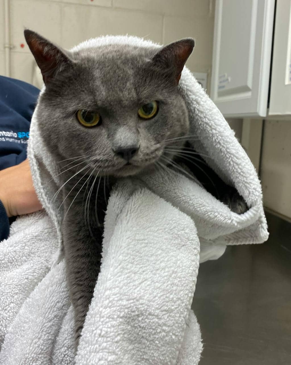 Hunter - Domestic Short Hair cat available for adoption at Ontario SPCA (Sudbury) in Sudbury