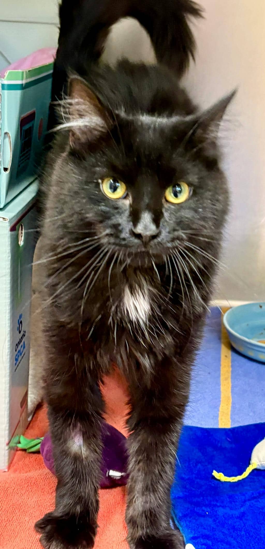 Gourd (PetSmart Innes) - Domestic Short Hair cat available for adoption at Ontario SPCA (Ottawa Area) in Cornwall