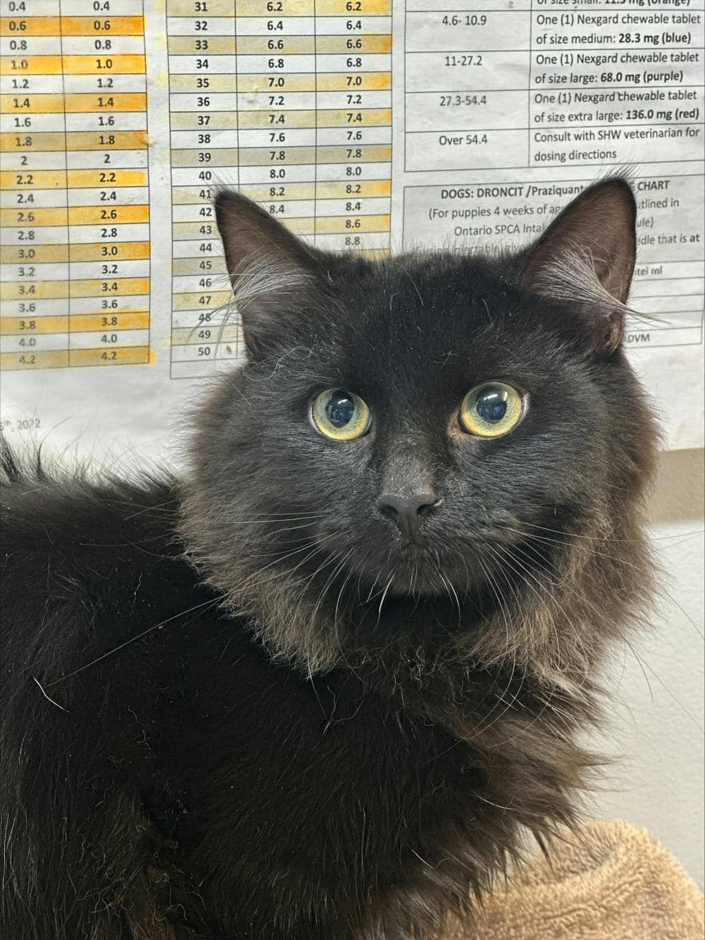 Squash - Domestic Short Hair cat available for adoption at Ontario SPCA (Ottawa Area) in Cornwall