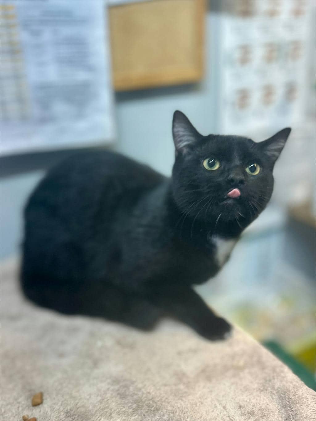 Butternut - Domestic Short Hair cat available for adoption at Ontario SPCA (Ottawa Area) in Cornwall