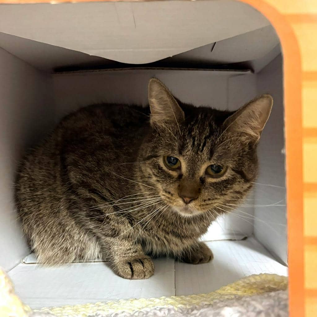 Bright Eyes - Domestic Short Hair cat available for adoption at Ontario SPCA (Central Ontario) in Bracebridge