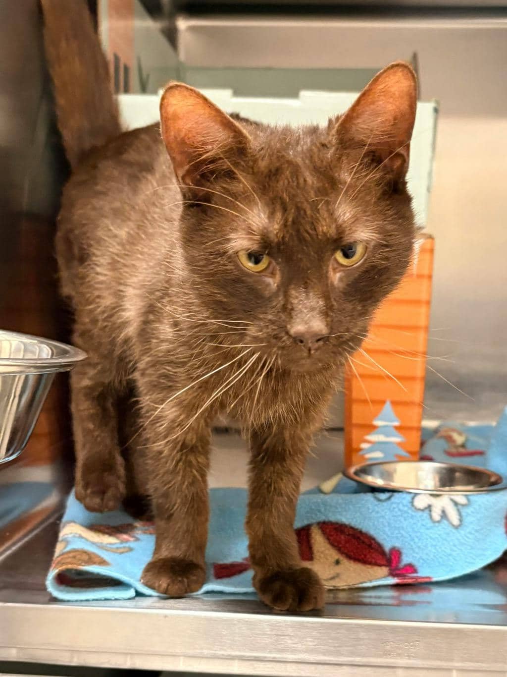 Mimic (@ Petsmart Huntsville) - Domestic Short Hair available for adoption