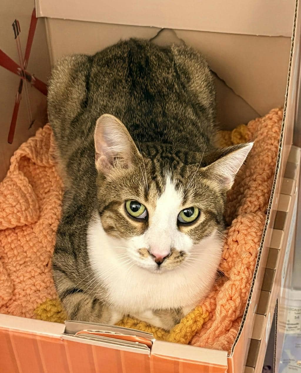 Smelt (@ Petsmart Huntsville) - Domestic Short Hair available for adoption