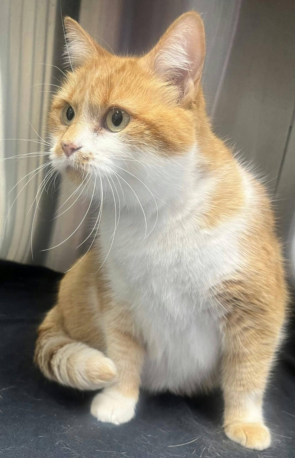 Spark - Domestic Short Hair cat available for adoption at Ontario SPCA (Central Ontario) in Bracebridge