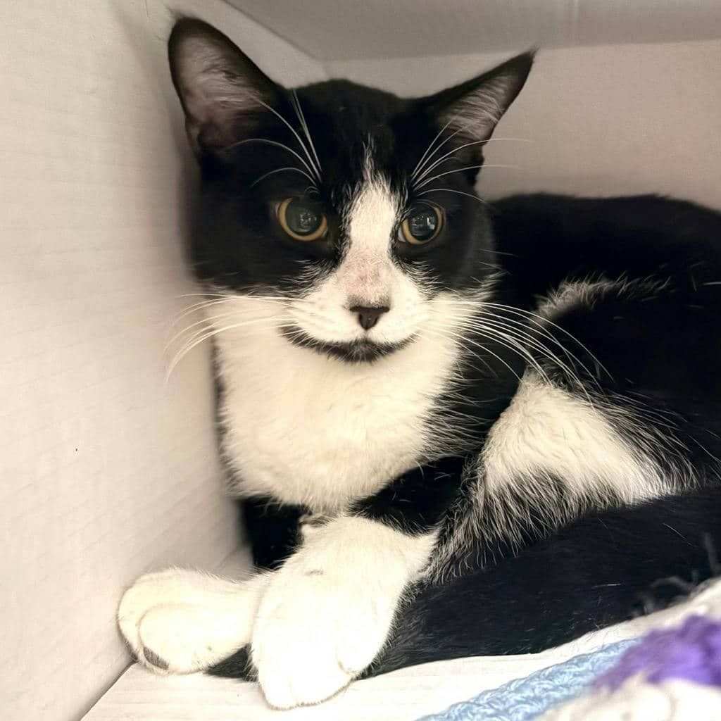 George Feeny - Domestic Short Hair cat available for adoption at Ontario SPCA (Central Ontario) in Bracebridge