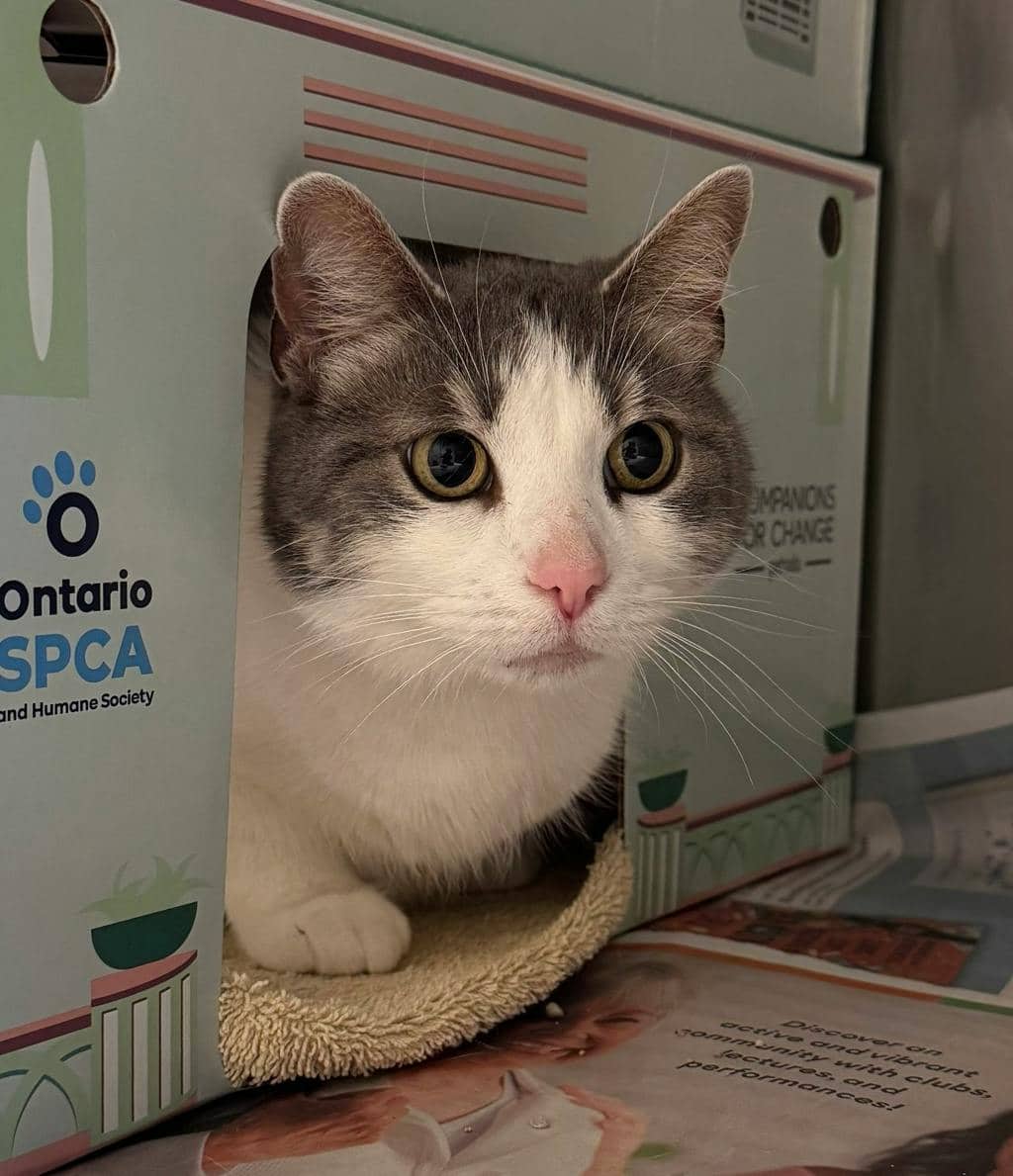 Coachella - Domestic Short Hair available for adoption