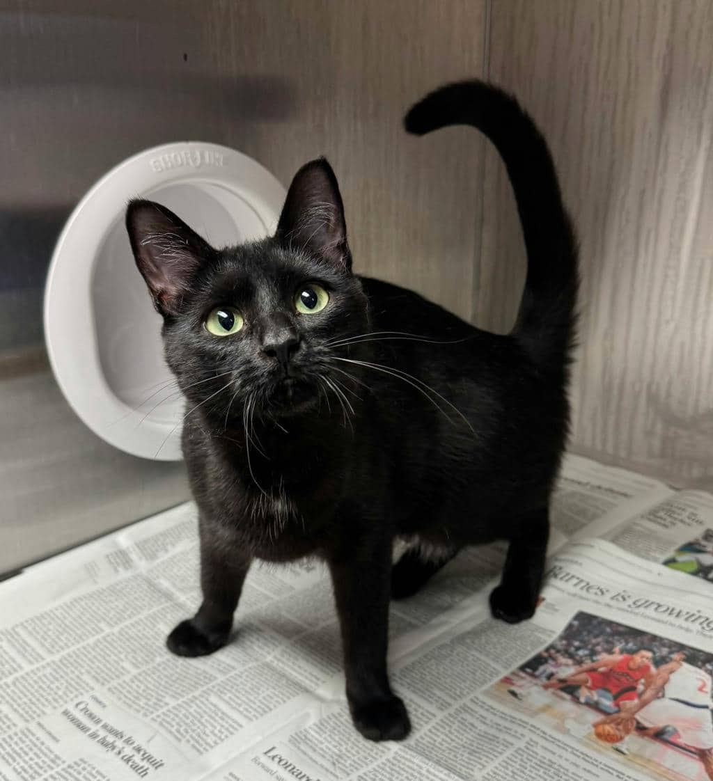 Sesame (@ Petsmart Huntsville) - Domestic Short Hair cat available for adoption at Ontario SPCA (Central Ontario) in Bracebridge