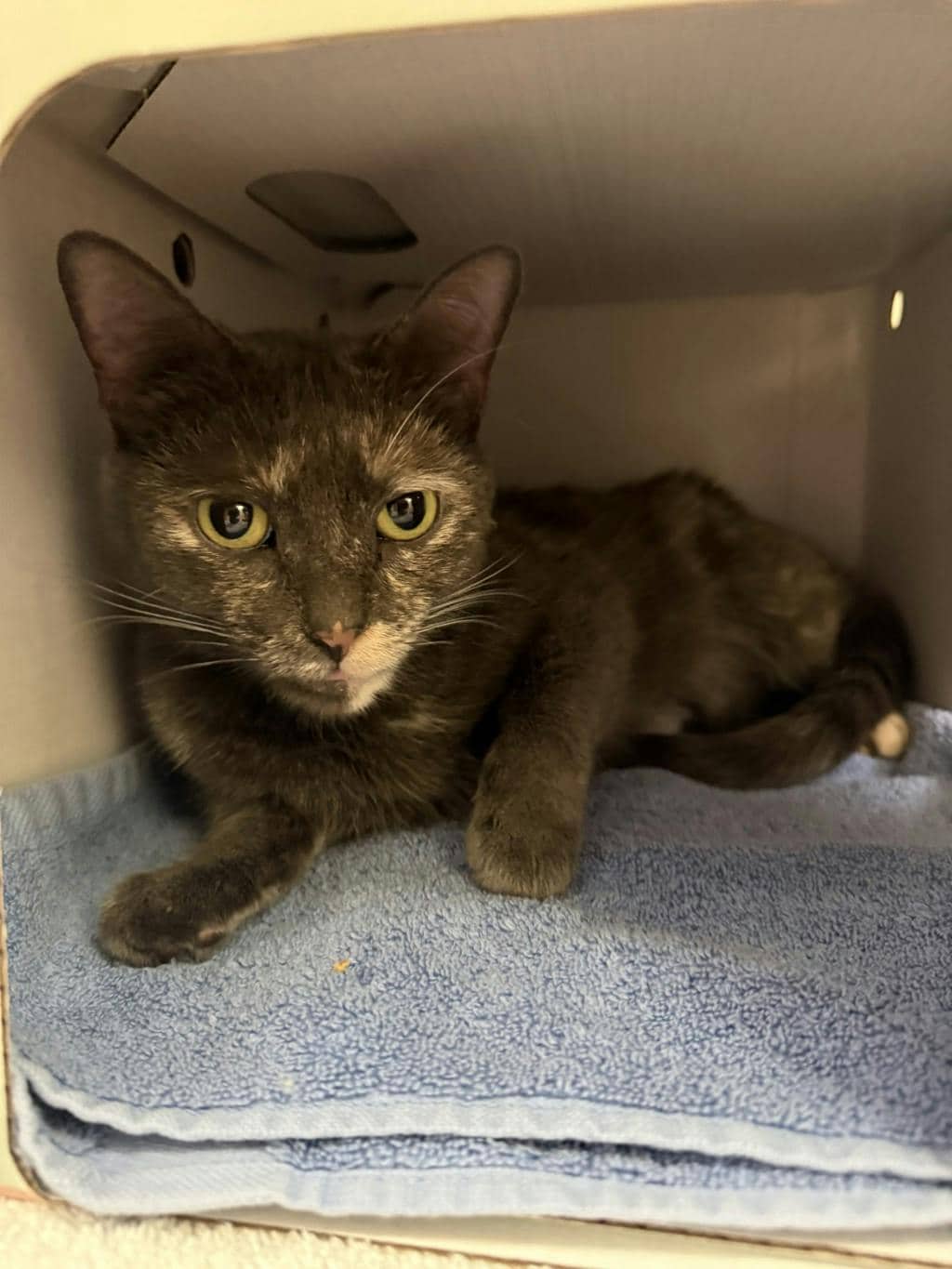 Torri(petsmart Innes) - Domestic Short Hair available for adoption