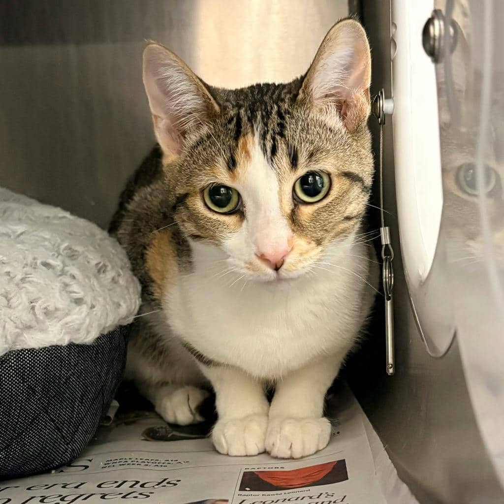 Pumpkin Seed - Domestic Short Hair cat available for adoption at Ontario SPCA (Central Ontario) in Bracebridge