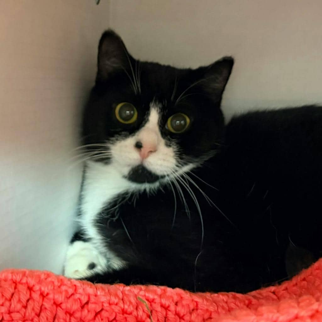 Blush - Domestic Short Hair available for adoption
