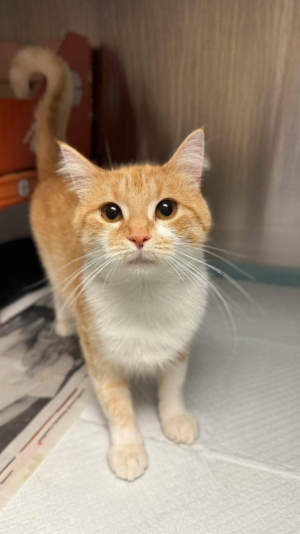 Croquette (@ Petsmart Huntsville) - Domestic Short Hair cat available for adoption at Ontario SPCA (Central Ontario) in Bracebridge
