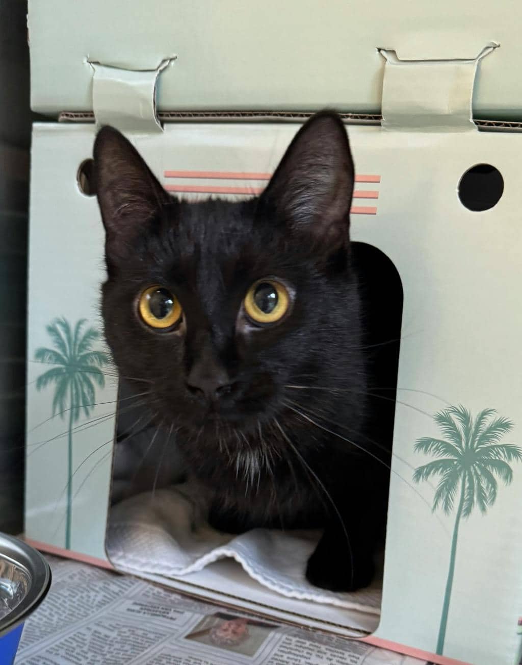 Majesty - Domestic Short Hair cat available for adoption at Ontario SPCA (Central Ontario) in Bracebridge