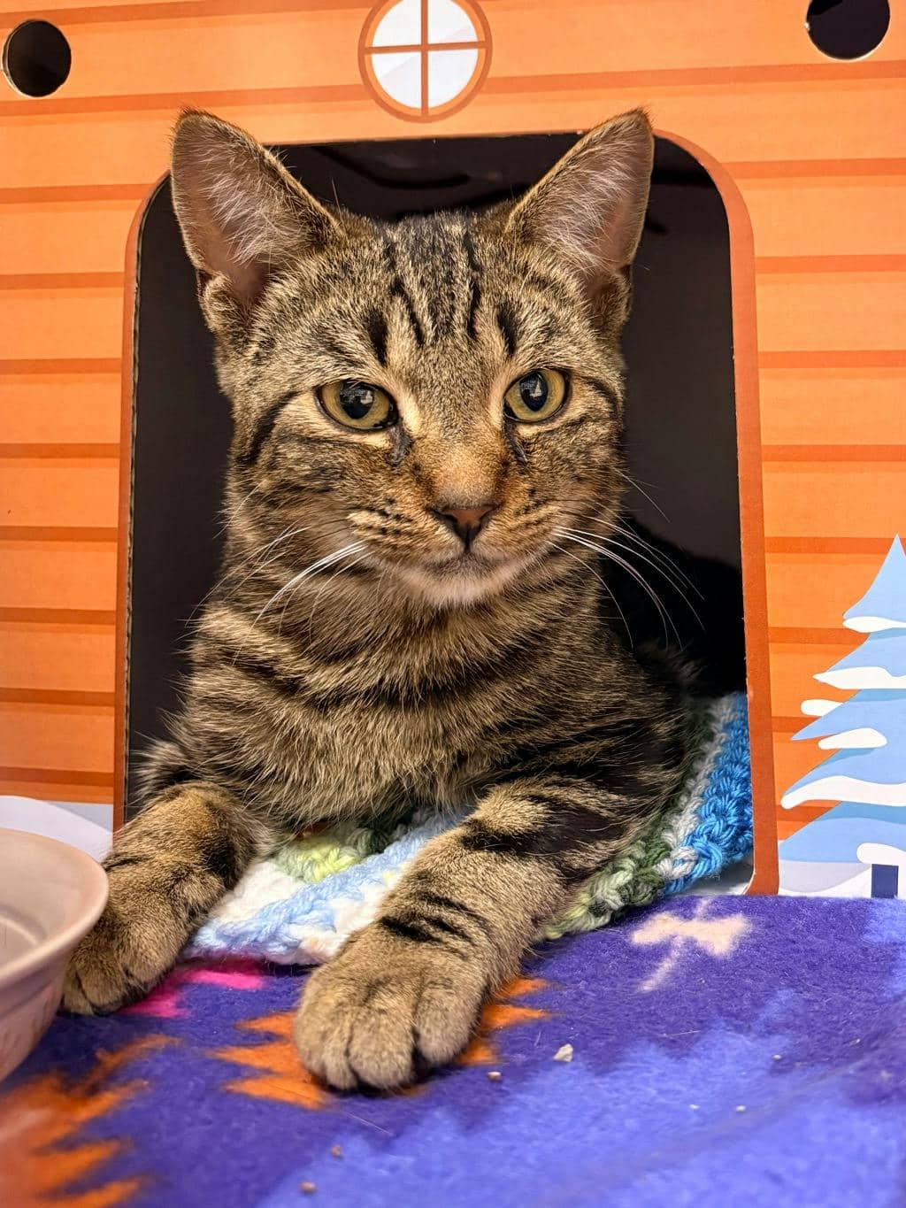 Burbot - Domestic Short Hair cat available for adoption at Ontario SPCA (Central Ontario) in Bracebridge