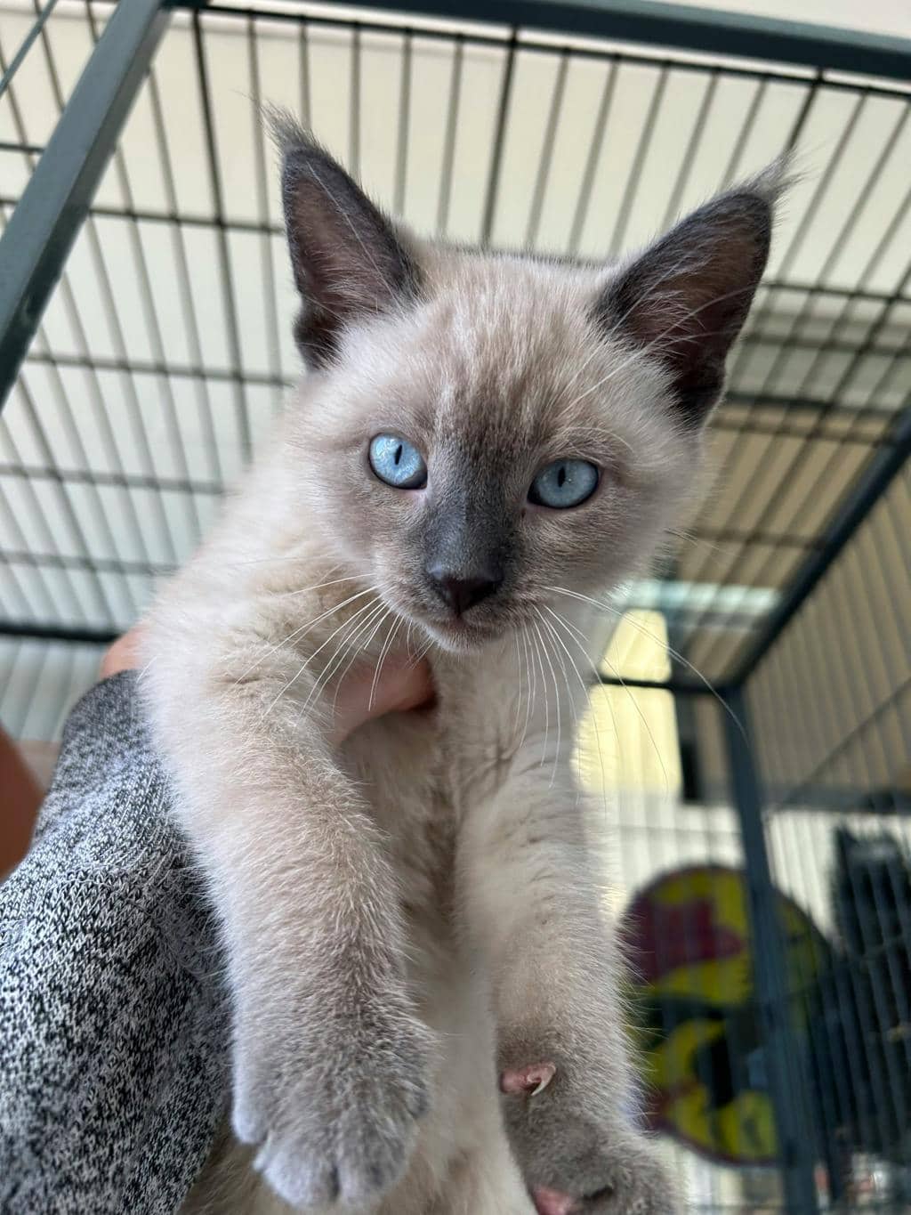 Velvet - Domestic Short Hair available for adoption
