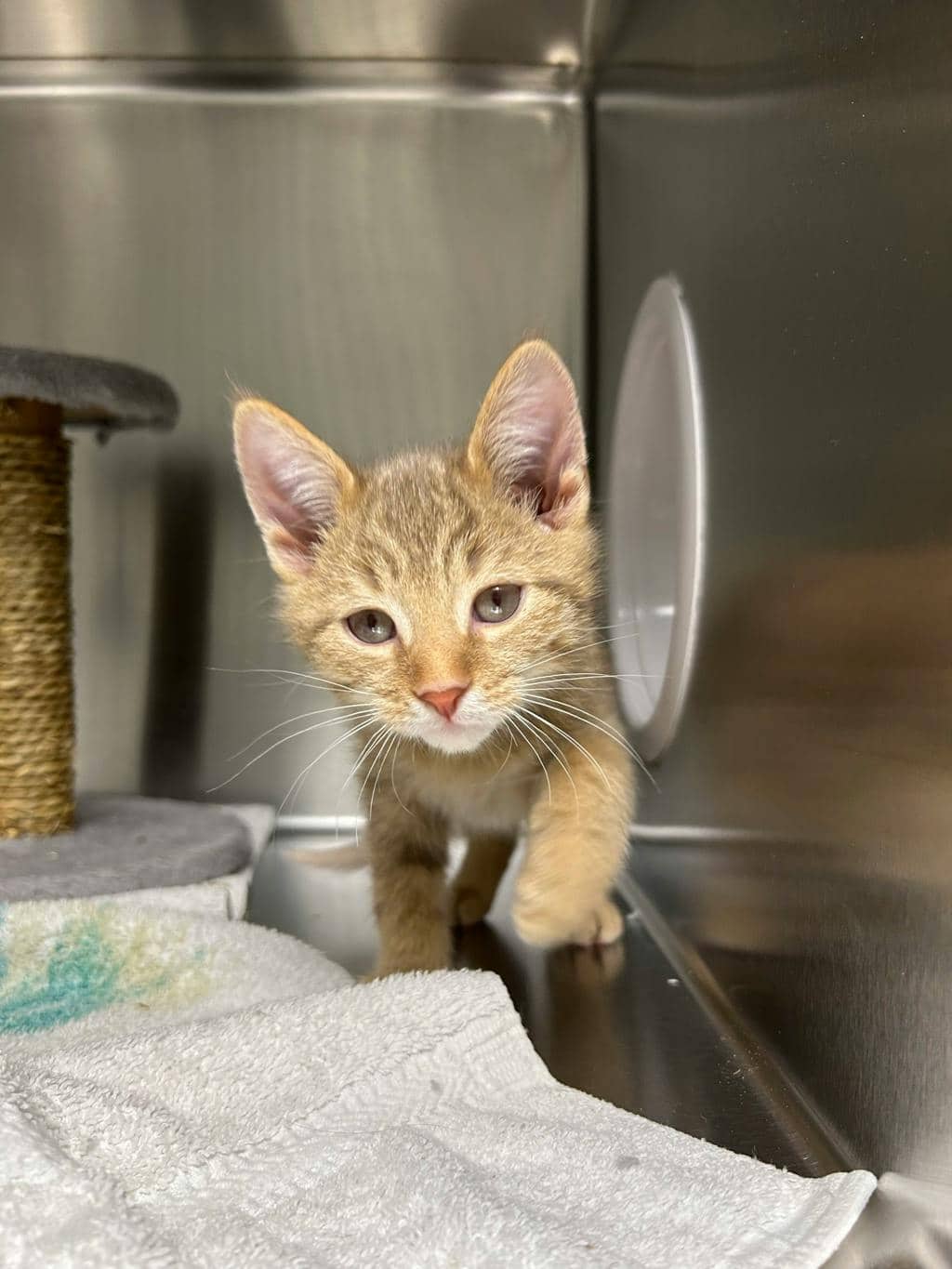 Speedbump - Domestic Short Hair cat available for adoption at Ontario SPCA (Central Ontario) in Midland